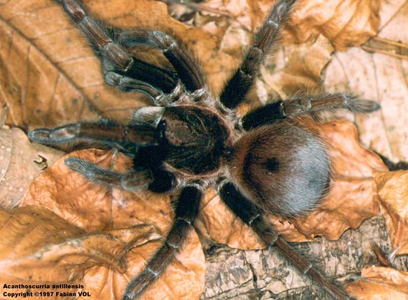 K�ngul�rnar heilla