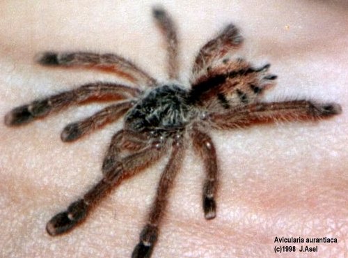 K�ngull� - tarantula